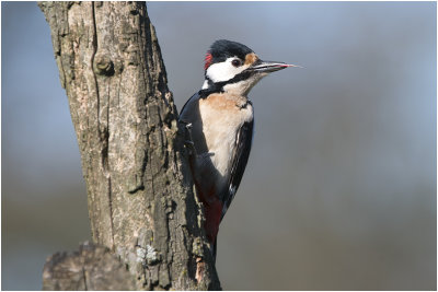 great spotted Woodpecker Grote bonte specht GALLERY