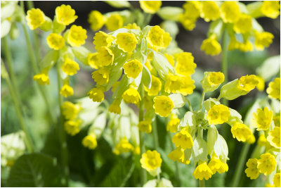 gulden Steutelbloem - Primula veris 7/4