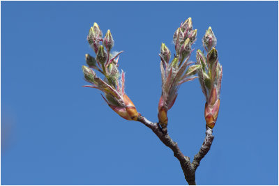 Krentenboom - Amelanchier lamarckiin