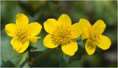 gewone Dotterbloem - Caltha palustris