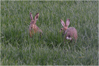 GALLERY Hazen en konijnen - Hares and Rabbits 