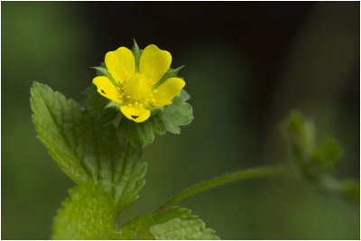 Schijnaardbei  -  Potentilla indica