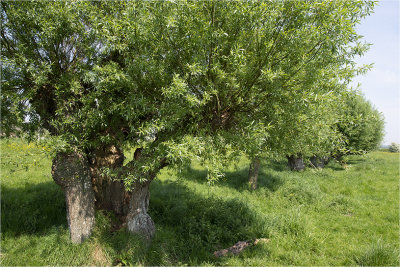 Wilg - Salix