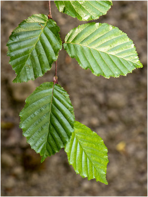 Haagbeuk - Carpinus betulus