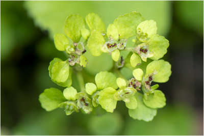 Paarbladig Goudveil - Chrysosplenium oppositifolium 18/5