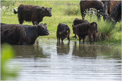 Galloway runderen in de Stevolplas