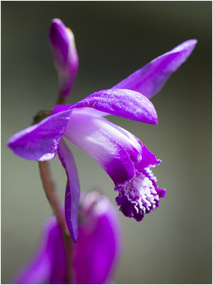 Japanese orchis - Bletilla_striata