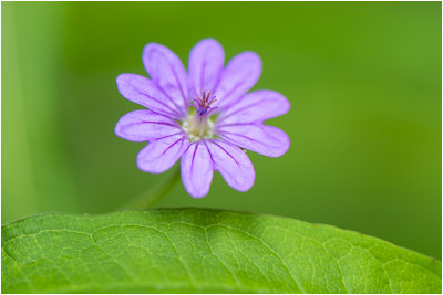 ronde Ooievaarsbek - Geranium rotundifolium