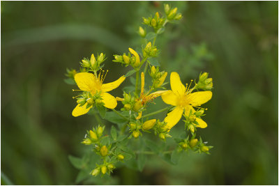 SintJanskruid - Hypericum perforatum