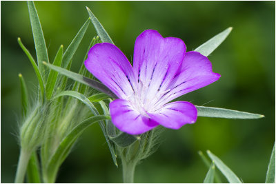 Bolderik - Agrostemma githago  9/6