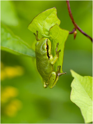 GALLERY EUROPESE BOOMKIKKER - European Tree Frog