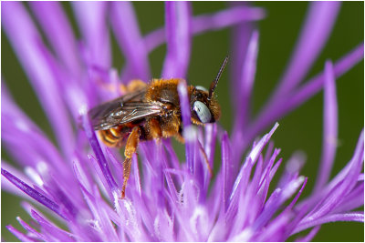 bonte Viltbij - Epeoloides coecutiens