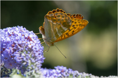 Keizersmantel - Argynnis paphia