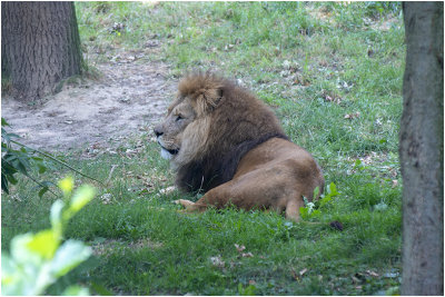 Leeuw - Panthera leo - Lion