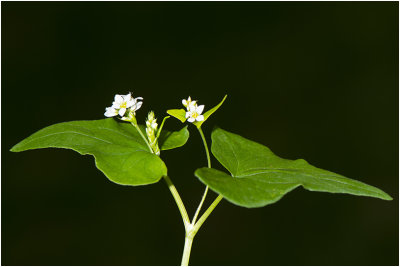 Boekweit - Fagopyrum esculentum