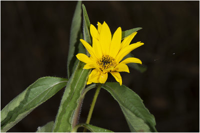 Aardpeer - Helianthus tuberosus