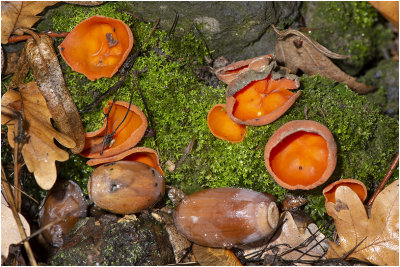 Grote Oranje Bekerzwam - Aleuria aurantia