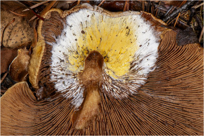 Goudgele Zwameter - Hypomyces chrysospermus