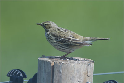 Graspieper - Anthus pratensis