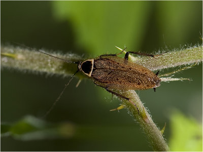 Boskakkerlak - Ectobius sylvestris