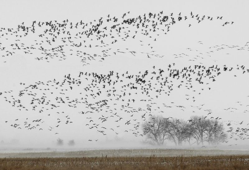 Snow geese in the storm copy.jpg