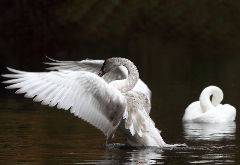 Swan Ballet.jpg