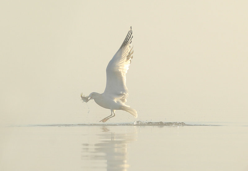 Seagulls feeding on perch copy.jpg