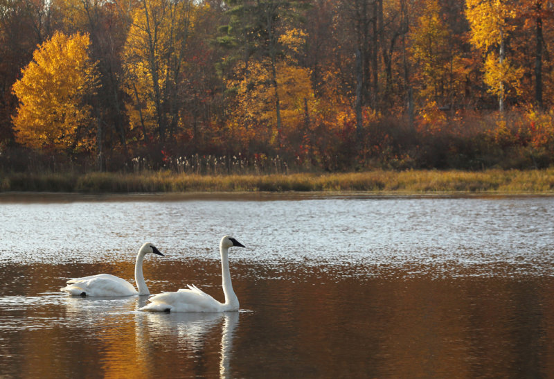 Swans on Coffee Pot lake copy.jpg