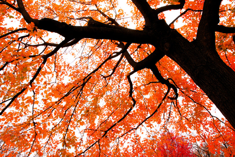 Fire Maple Minnehaha Park copy.jpg