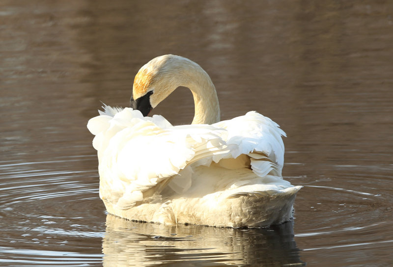 Preening in morning light copy.jpg