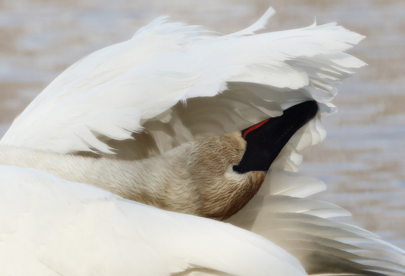 Portrait of mother swan III copy.jpg