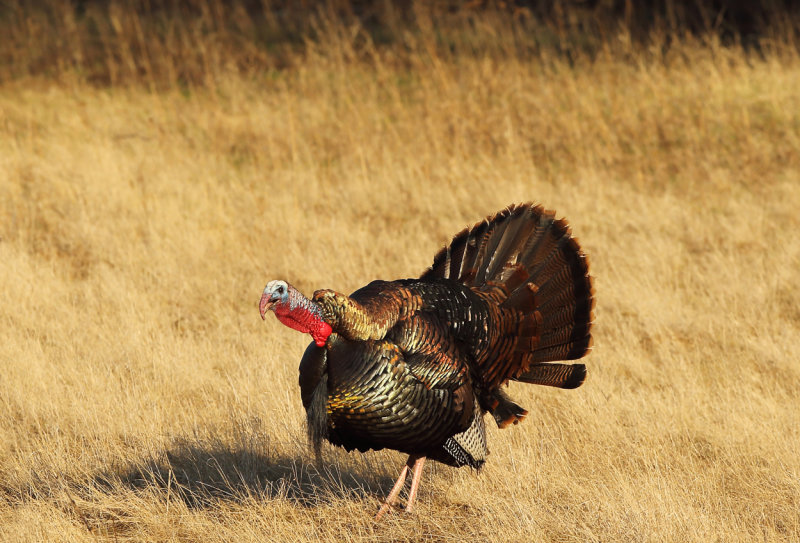 Gobbling fool copy.jpg