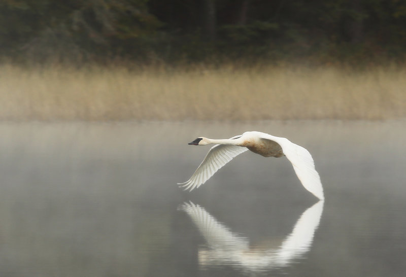 Swan_taking_flight_by_headwaters_copy.jpg