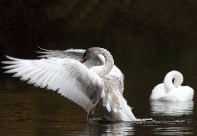 Swans of Minnesota