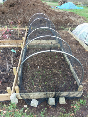 Our Allotment