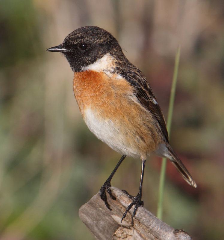 Stonechat (saxicola rubicola), Mazagon, Spain, January 2017