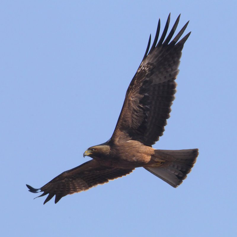 Booted eagle (hieraaetus pennatus), Dolores, Spain, January 2017
