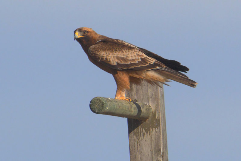 Booted eagle (hieraaetus pennatus), Dolores, Spain, January 2017