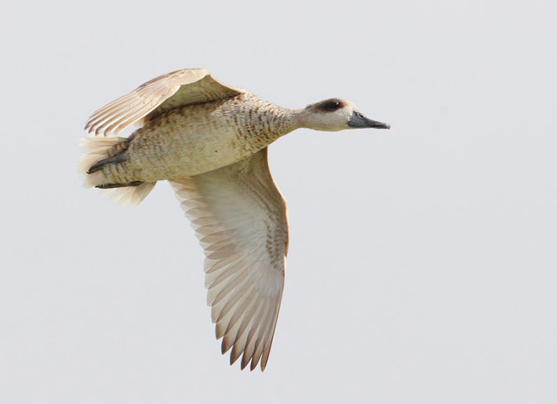 Marbled teal (marmaronetta angustirostris), San Felipe Neri, Spain, June 2017