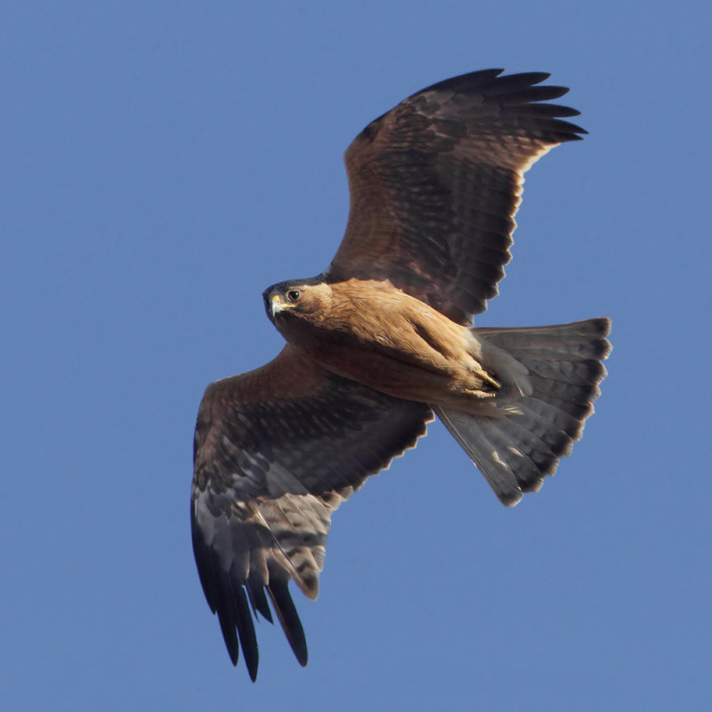 Booted eagle (hieraaetus pennatus), Catral, Spain, January 2018