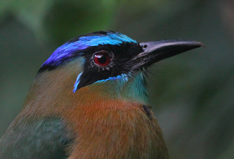 Blue-crowned motmot, Manuel Antonio, Costa Rica, Janauary 2019