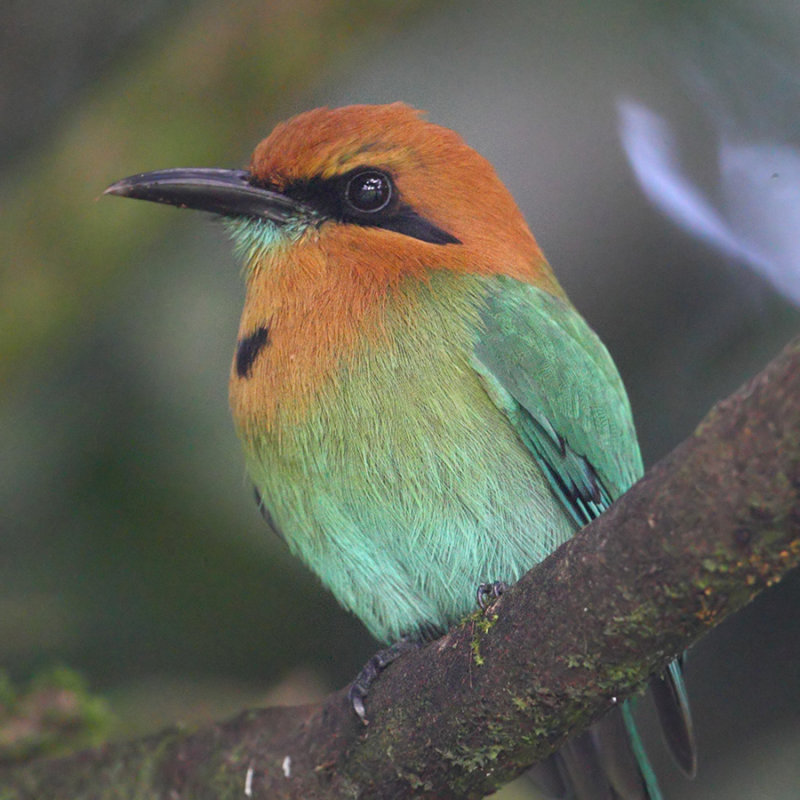 Broad-billed motmot, La Fortuna, Costa Rica, December 2018