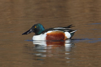 Northern shoveler (anas clypaeta), Clot de Galvany, Spain, January 2017