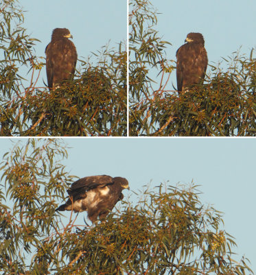 Greater spotted eagle (clanga clanga), Catral, Spain, January 2017