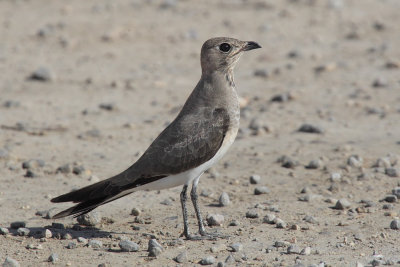 Collared pratincole (glareola pratincola), La Marina, Spain, September 2017