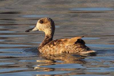 Marbled teal (marmaronetta angustirostris), El Hondo, Spain, June 2018