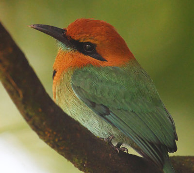 Broad-billed motmot, La Fortuna, Costa Rica, December 2018