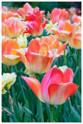 Tulips.jpg