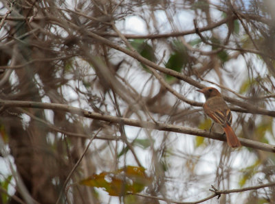 Ash-throated Casiornis