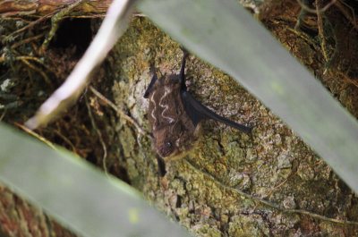 Bat unknown